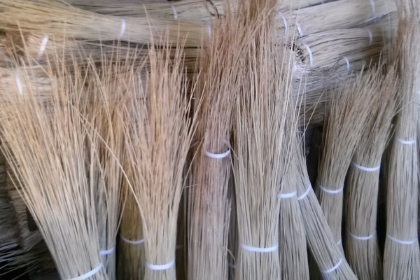 Comment conserver l'osier coupé ?