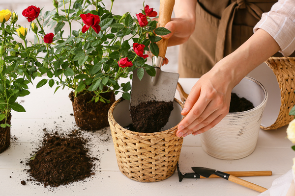 Comment mettre en valeur vos plantes dans un panier en osier ?