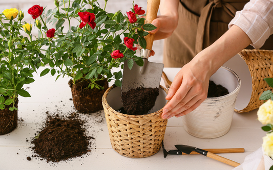 Comment mettre en valeur vos plantes dans un panier en osier ?